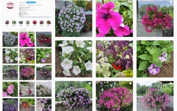 SMM продвижение магазина живых цветов